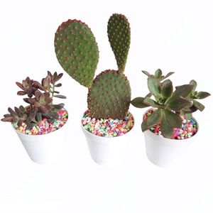 گیاه طبیعی کاکتوس و ساکولنت کد s  مجموعه 3 عددی